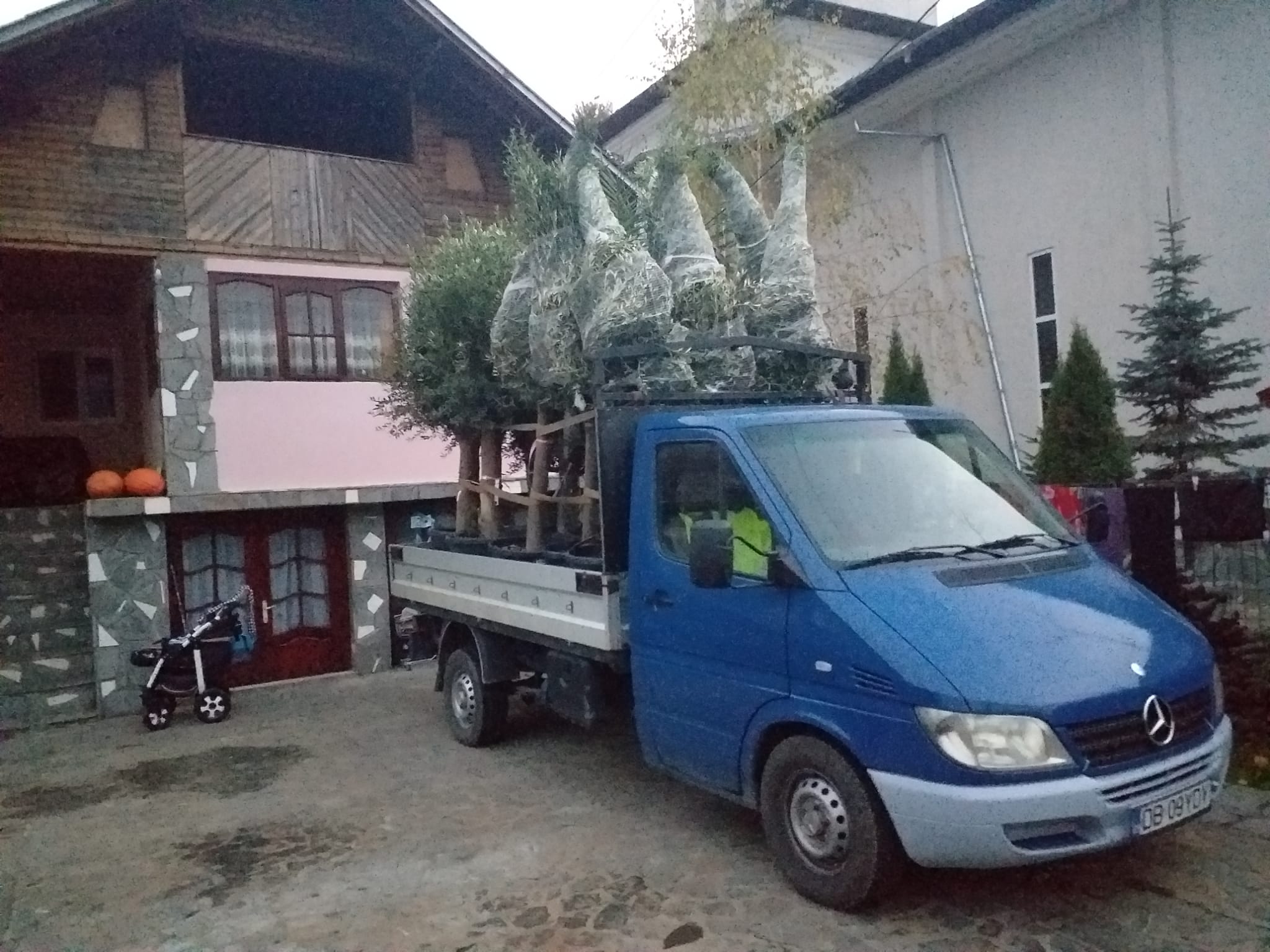 Plante ornamentale pentru grădini