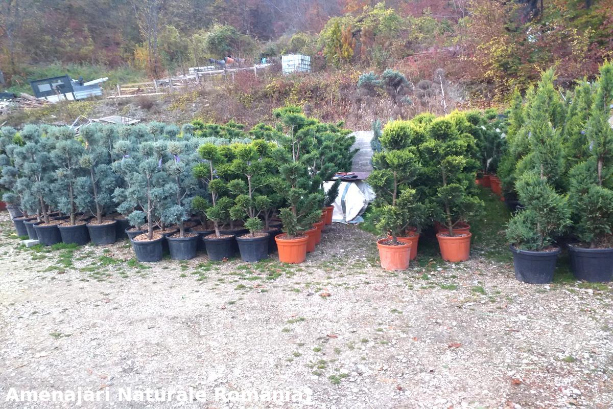 Plante ornamentale în grădină, Amenajări Naturale România