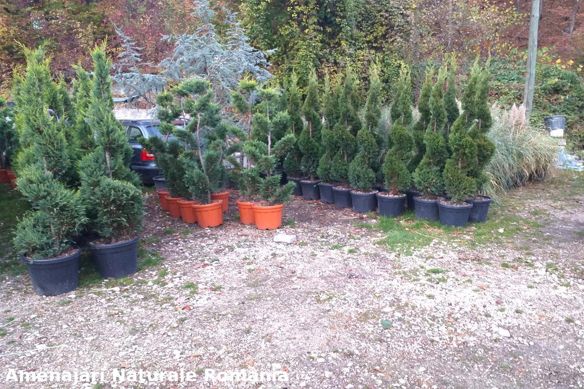 Plante ornamentale diverse pentru grădini, Amenajări Naturale România